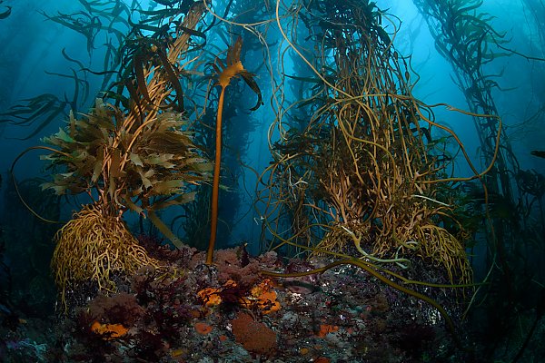 Kelp Forest Floor