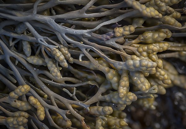 Golden Rockweed close up