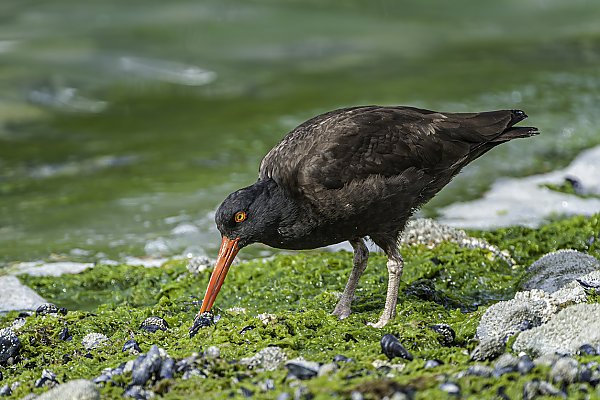 Black oystercatcher feeding on mussel