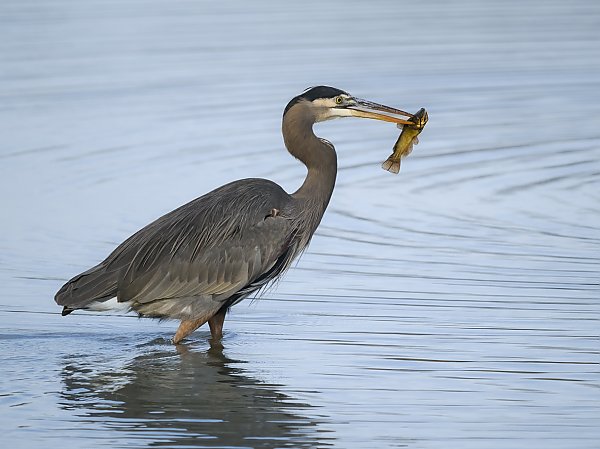 Great blue heron holding catfish