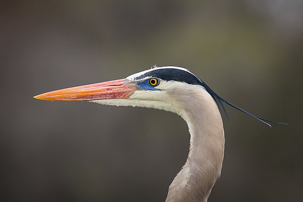 Great blue heron close up