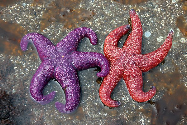 A purple and a red ochre sea star