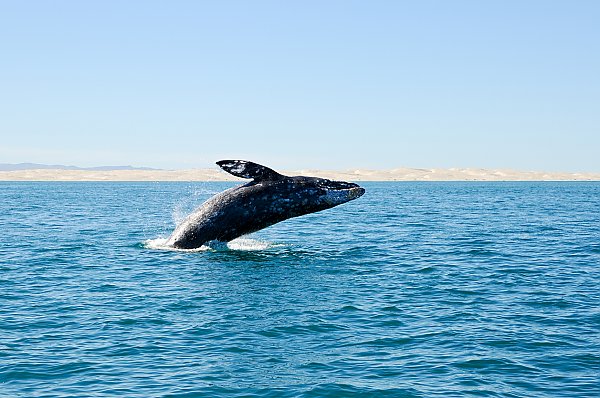 Breaching gray whale