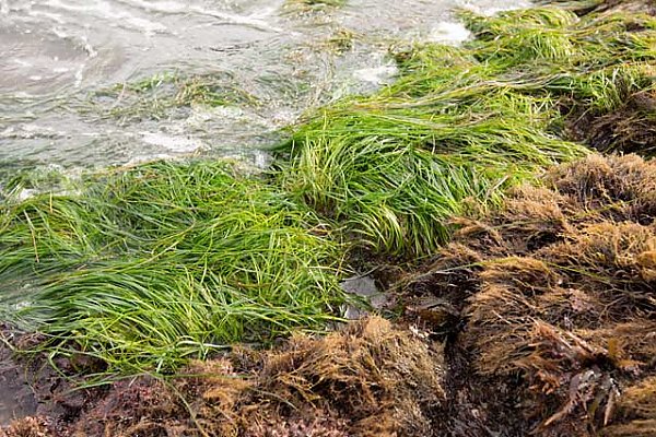 Surfgrass bed