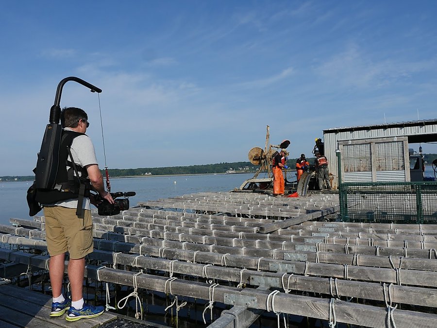 Aquarium camera operator with camera harness on a mussel raft, filming a mussel harvest.