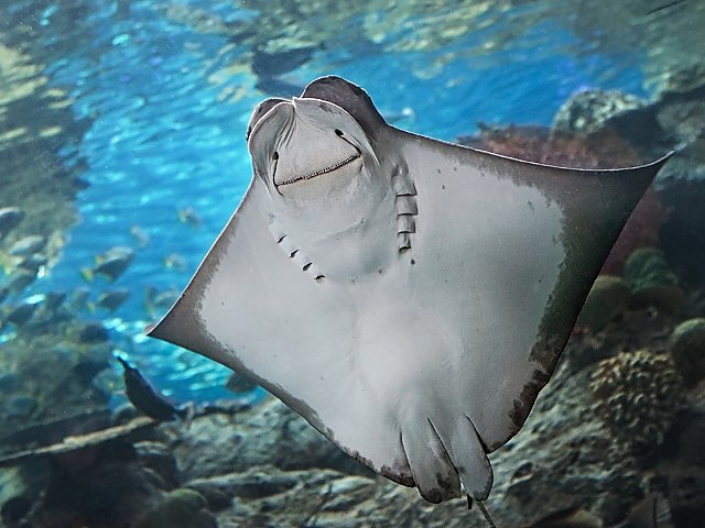 Underside of cownose ray
