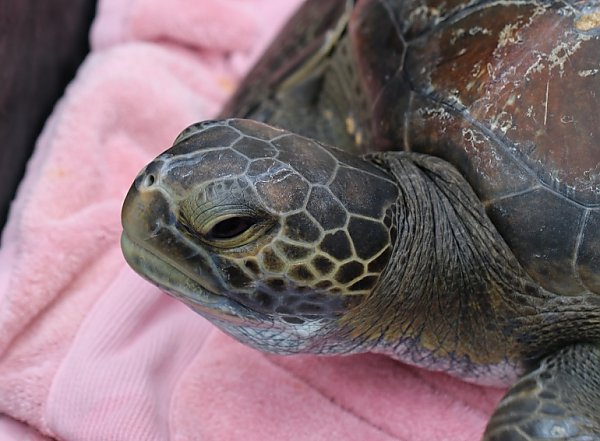 Green sea turtle released 9-1-16