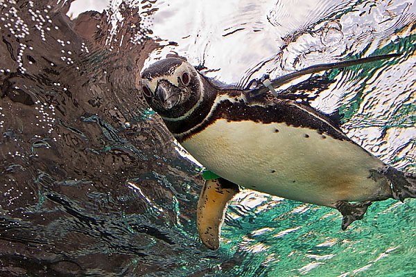 Penguin swimming on top of the water