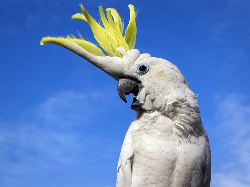 cockatoo against blue sky