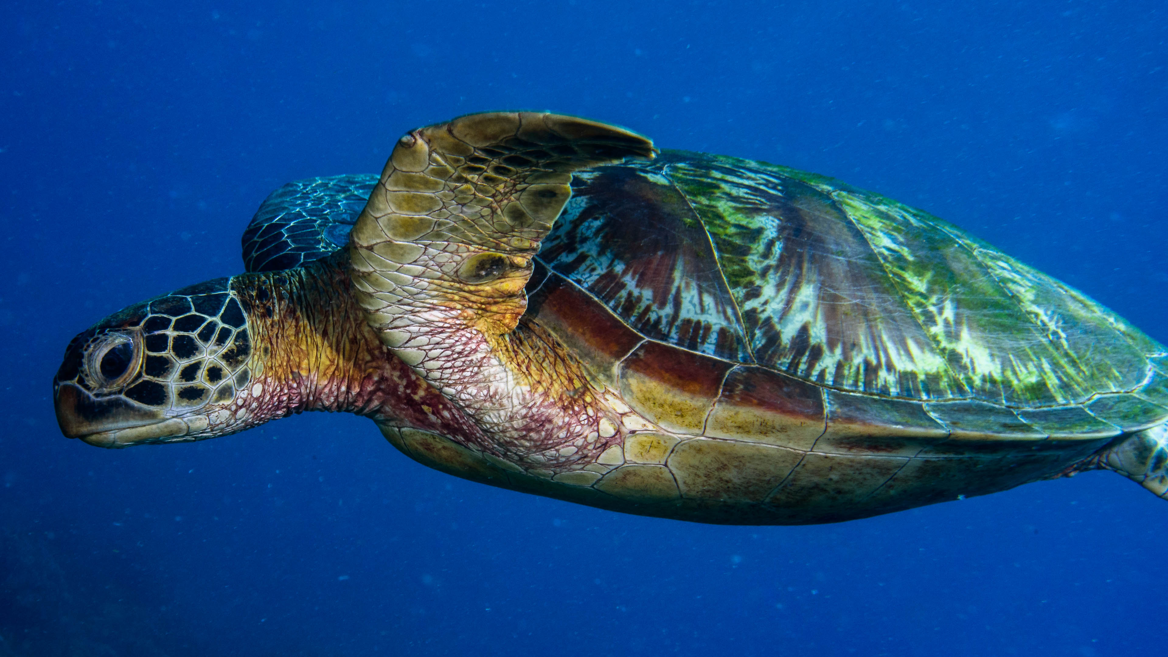 Green sea turtle swimming