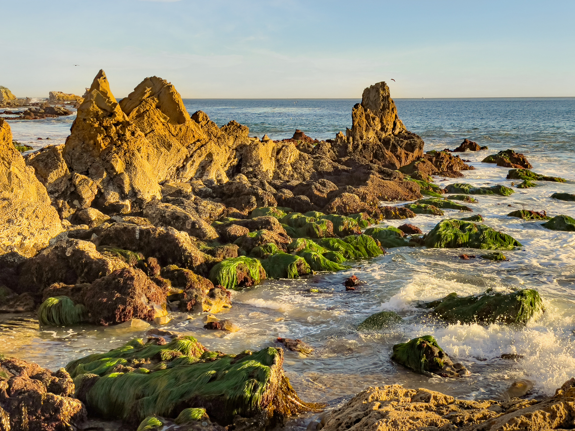 Rocky intertidal habitat