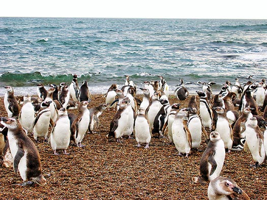 Penguins group on a beach with waves in the background