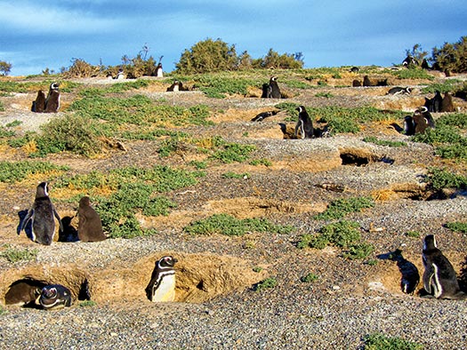 Penguins in burrows