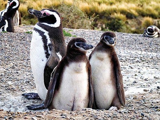 Penguin mother and chicks on beach